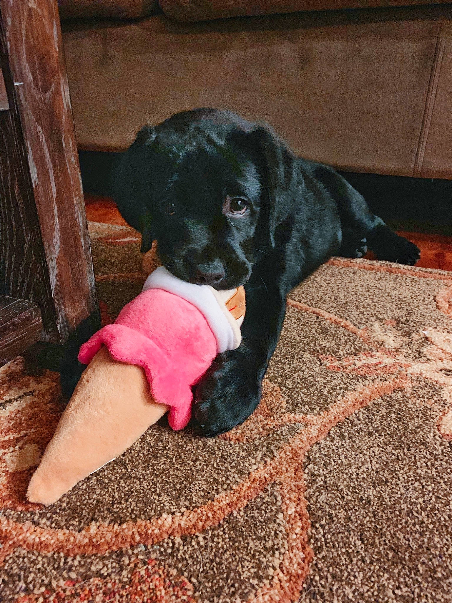 Roxy is registered to the contest to win money with this photo: beagador, borador, canidae, carnivore, companion_dog, dog, dog_breed, fawn, labrador_retriever, patterdale_terrier, pointer, puppy, snout, sporting_group