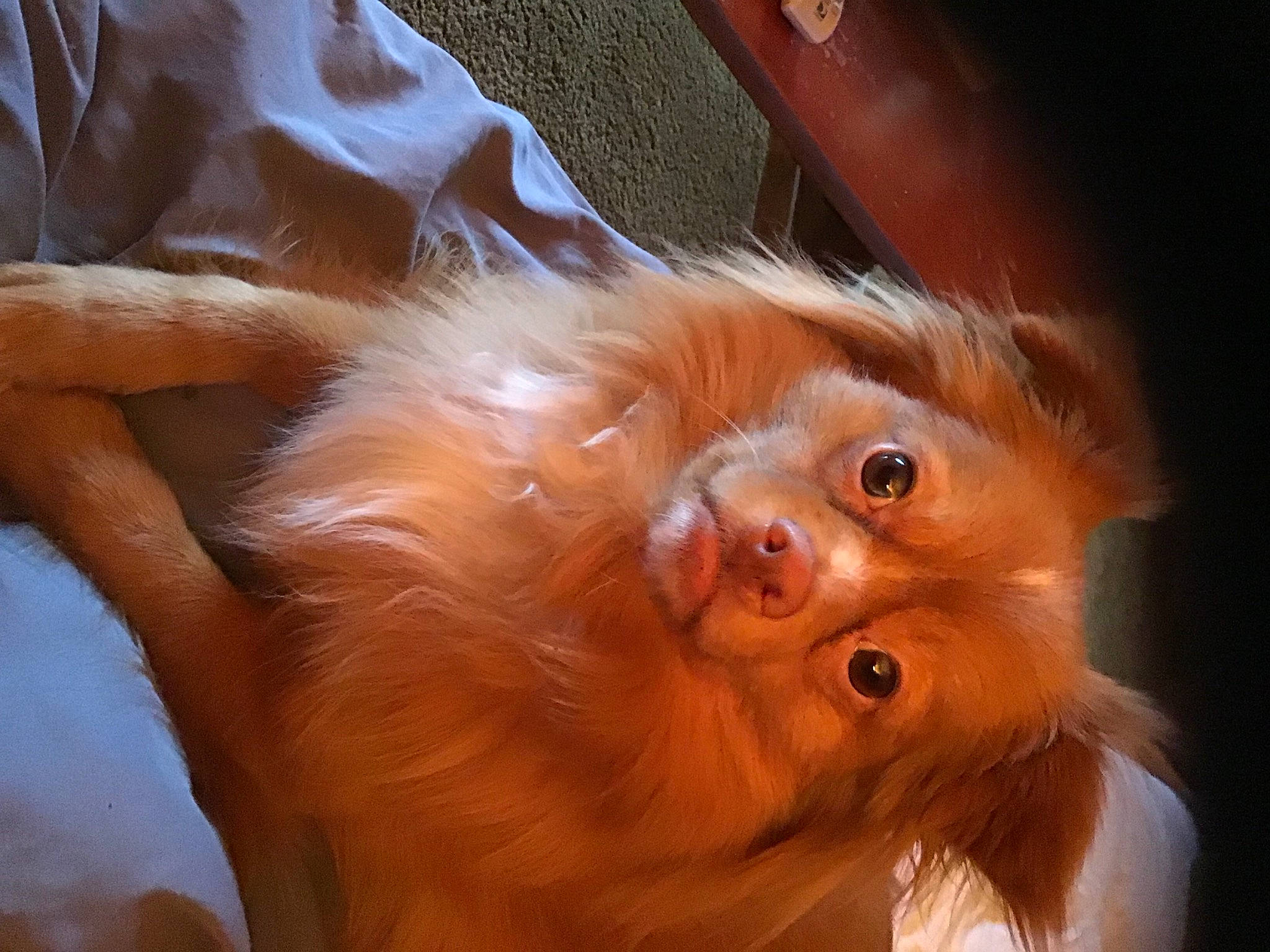 Louie joined the competition — help win amazing prizes! canidae, carnivore, claw, companion_dog, dog_breed, ear, fawn, felidae, fur, liver, primate, small_to_medium_sized_cats, snout, sporting_group, tail, terrestrial_animal, whiskers, wood, working_animal