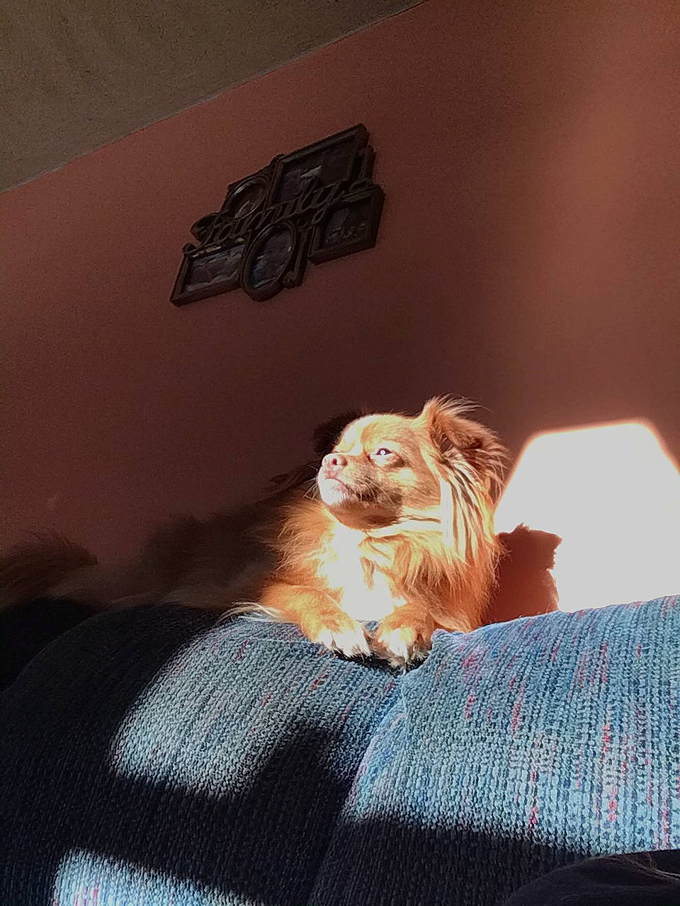 Louie is registered to the contest to win money with this photo: canidae, carnivore, comfort, companion_dog, dog, dog_breed, fawn, felidae, fur, liver, room, shadow, small_to_medium_sized_cats, snout, sporting_group, tints_and_shades, toy, toy_dog, whiskers, wood