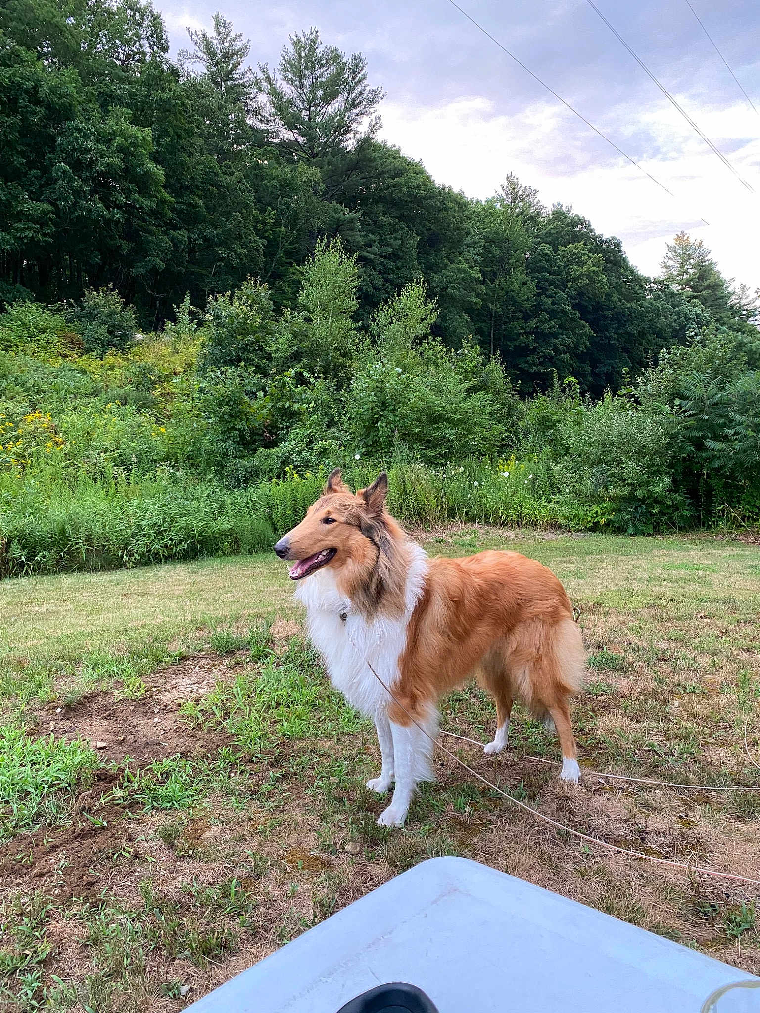Sammy