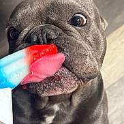 Prince joined the competition — help win amazing prizes! dog, tongue, licking, popsicle, close_up, summer, treat, brown, pet, cute, happy, animal, snout, mouth, floor, indoor, playful, texture, colorful, fun