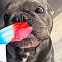 dog, tongue, licking, popsicle, close_up, summer, treat, brown, pet, cute, happy, animal, snout, mouth, floor, indoor, playful, texture, colorful, fun