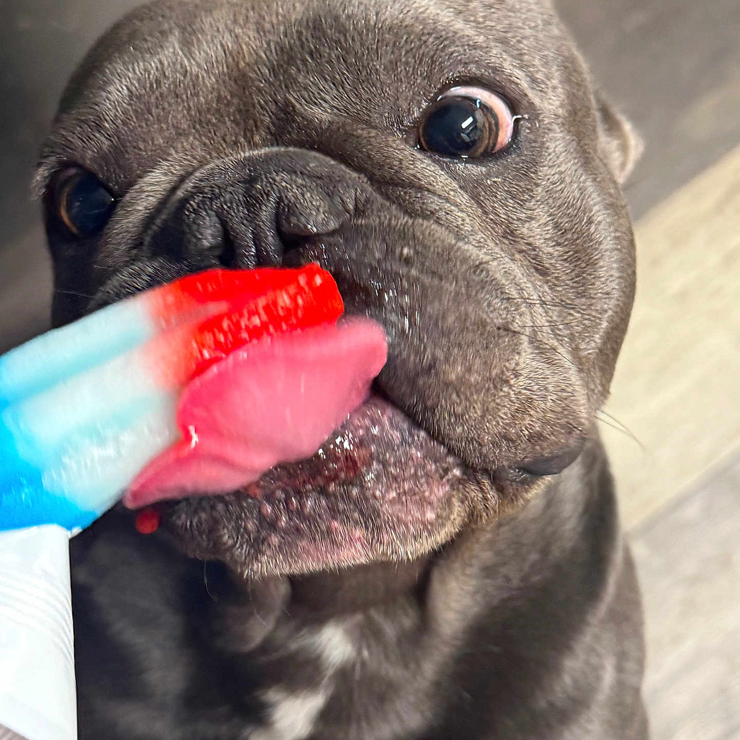 Prince joined the competition — help win amazing prizes! animal, brown, close_up, colorful, cute, dog, floor, fun, happy, indoor, licking, mouth, pet, playful, popsicle, snout, summer, texture, tongue, treat