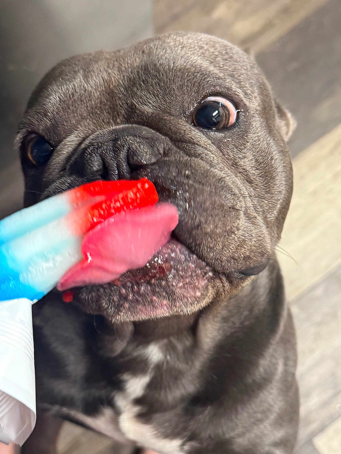 Prince joined the competition — help win amazing prizes! dog, tongue, licking, popsicle, close_up, summer, treat, brown, pet, cute, happy, animal, snout, mouth, floor, indoor, playful, texture, colorful, fun