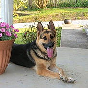 Otis joined the competition — help win amazing prizes! dog, german_shepherd, pet, animal, outdoor, porch, flower_pot, pink_flowers, tongue_out, canine, relaxed, garden, greenery, daylight, plant, fence, walkway, nature, summer, happy