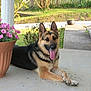 dog, german_shepherd, pet, animal, outdoor, porch, flower_pot, pink_flowers, tongue_out, canine, relaxed, garden, greenery, daylight, plant, fence, walkway, nature, summer, happy
