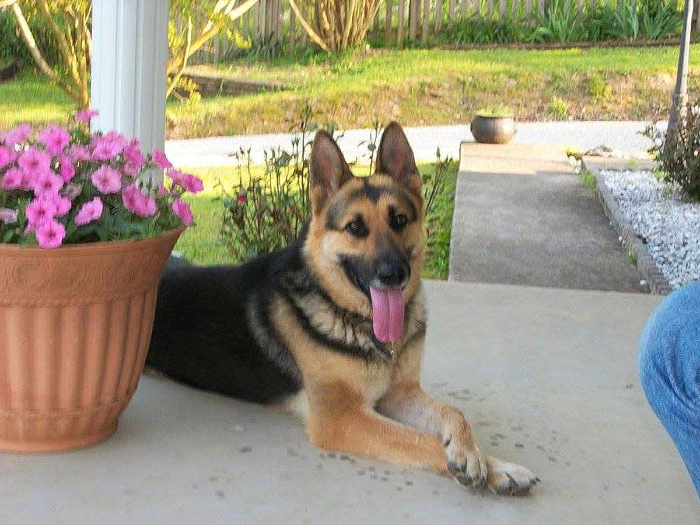 Otis joined the competition — help win amazing prizes! dog, german_shepherd, pet, animal, outdoor, porch, flower_pot, pink_flowers, tongue_out, canine, relaxed, garden, greenery, daylight, plant, fence, walkway, nature, summer, happy