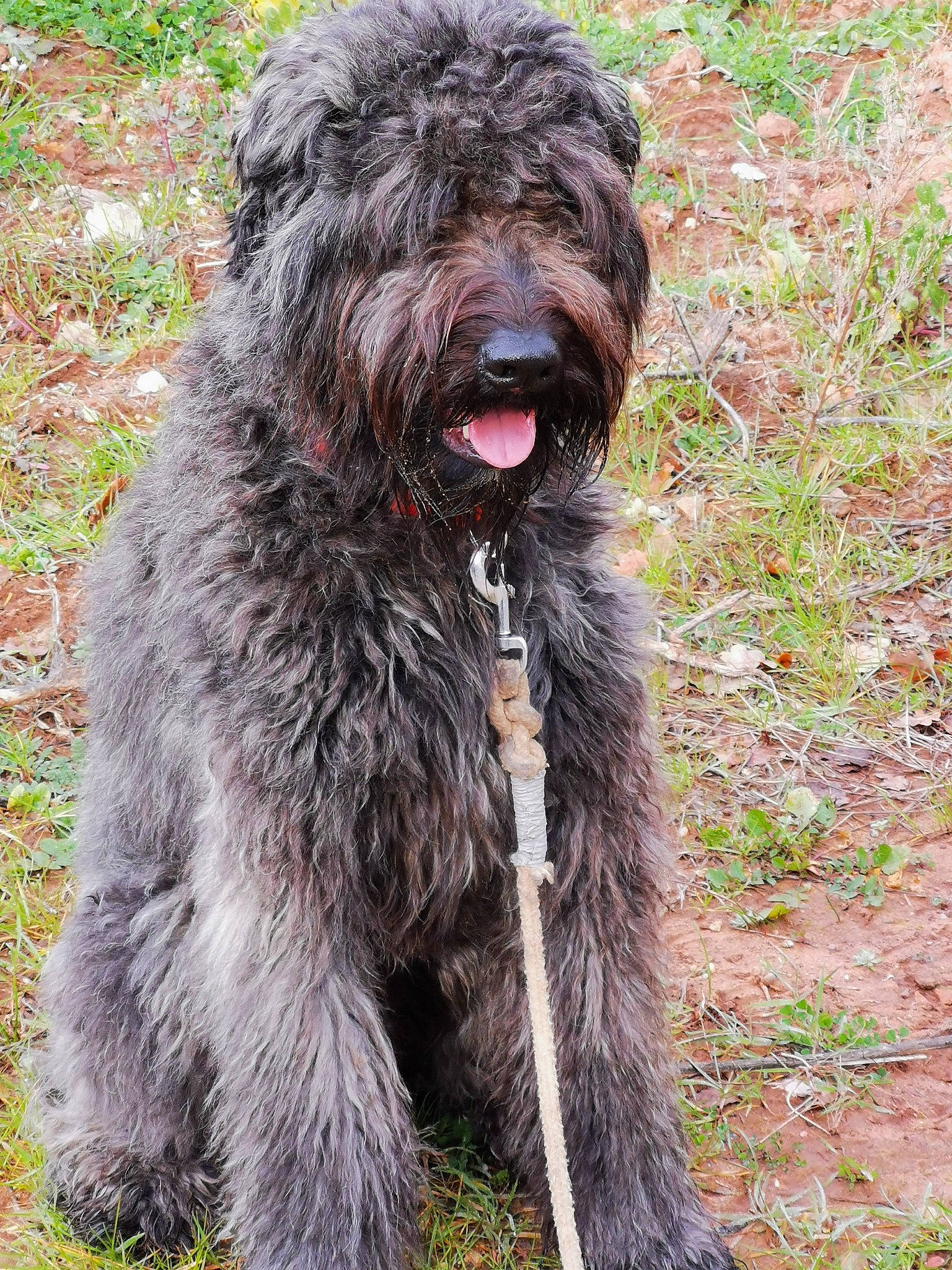 Tama a rejoint le concours — aidez-le/la à gagner de superbes lots ! biting, canidae, carnivore, collar, companion_dog, dog, dog_breed, dog_collar, grass, liver, non_sporting_group, poodle, small_terrier, snout, sporting_group, terrestrial_animal, terrier, water_dog, working_animal, working_dog