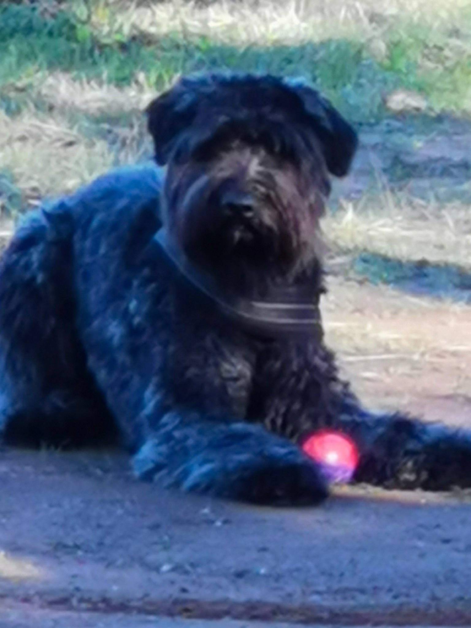 Tama participe au concours pour gagner de l'argent avec cette photo : carnivore, companion_dog, dog, dog_breed, electric_blue, plant, snout, sporting_group, terrestrial_animal, working_animal, working_dog