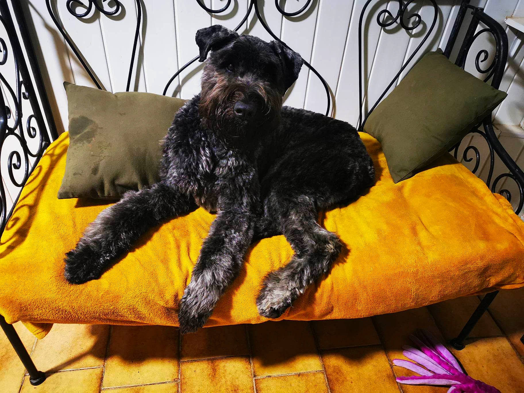 Tama participe au concours pour gagner de l'argent avec cette photo : bed, canidae, carnivore, chair, comfort, companion_dog, couch, dog, dog_breed, dog_collar, dog_supply, fashion_accessory, felidae, fur, small_to_medium_sized_cats, sporting_group, tail, terrier, toy_dog, working_animal