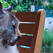 Câline participe au concours pour gagner de l'argent avec cette photo : cat, blue_eyes, close_up, side_profile, wooden_chair, outdoor, garden, greenery, fur, whiskers, animal, pet, domestic_cat, nature, daylight, focus, portrait, feline, background_blur, curious