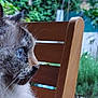 cat, blue_eyes, close_up, side_profile, wooden_chair, outdoor, garden, greenery, fur, whiskers, animal, pet, domestic_cat, nature, daylight, focus, portrait, feline, background_blur, curious