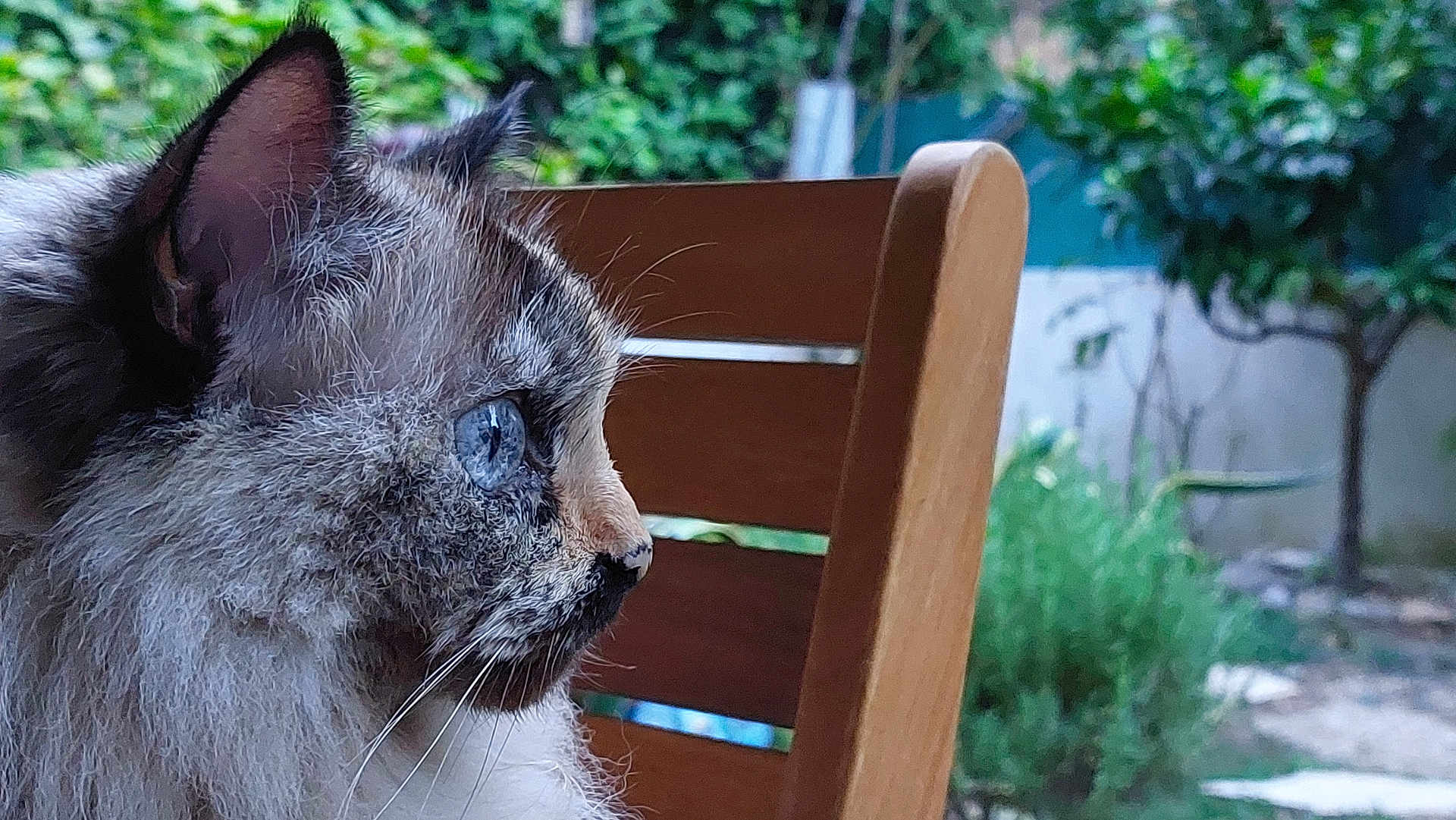 Câline participe au concours pour gagner de l'argent avec cette photo : cat, blue_eyes, close_up, side_profile, wooden_chair, outdoor, garden, greenery, fur, whiskers, animal, pet, domestic_cat, nature, daylight, focus, portrait, feline, background_blur, curious