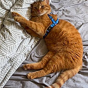 Chaton a rejoint le concours — aidez-le/la à gagner de superbes lots ! cat, orange_tabby, pet, feline, bed, blanket, sheet, indoor, resting, fur, whiskers, relaxed, blue_harness, paw, tail, cute, animal, domestic_cat, sleepy, cozy