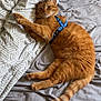 cat, orange_tabby, pet, feline, bed, blanket, sheet, indoor, resting, fur, whiskers, relaxed, blue_harness, paw, tail, cute, animal, domestic_cat, sleepy, cozy
