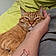 Chaton