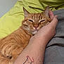 Chaton a rejoint le concours — aidez-le/la à gagner de superbes lots ! cat, orange_tabby, tattoo, hand, bed, blanket, resting, cozy, indoor, pet, feline, relaxed, human_hand, closeup, cute, domestic_cat, animal, sleepy, comfort, yellow_bedding