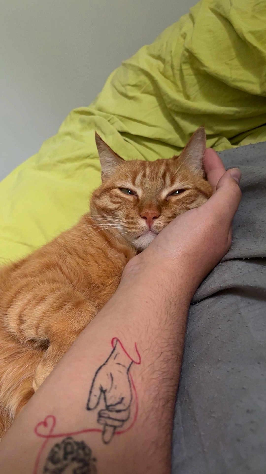 Chaton a rejoint le concours — aidez-le/la à gagner de superbes lots ! cat, orange_tabby, tattoo, hand, bed, blanket, resting, cozy, indoor, pet, feline, relaxed, human_hand, closeup, cute, domestic_cat, animal, sleepy, comfort, yellow_bedding