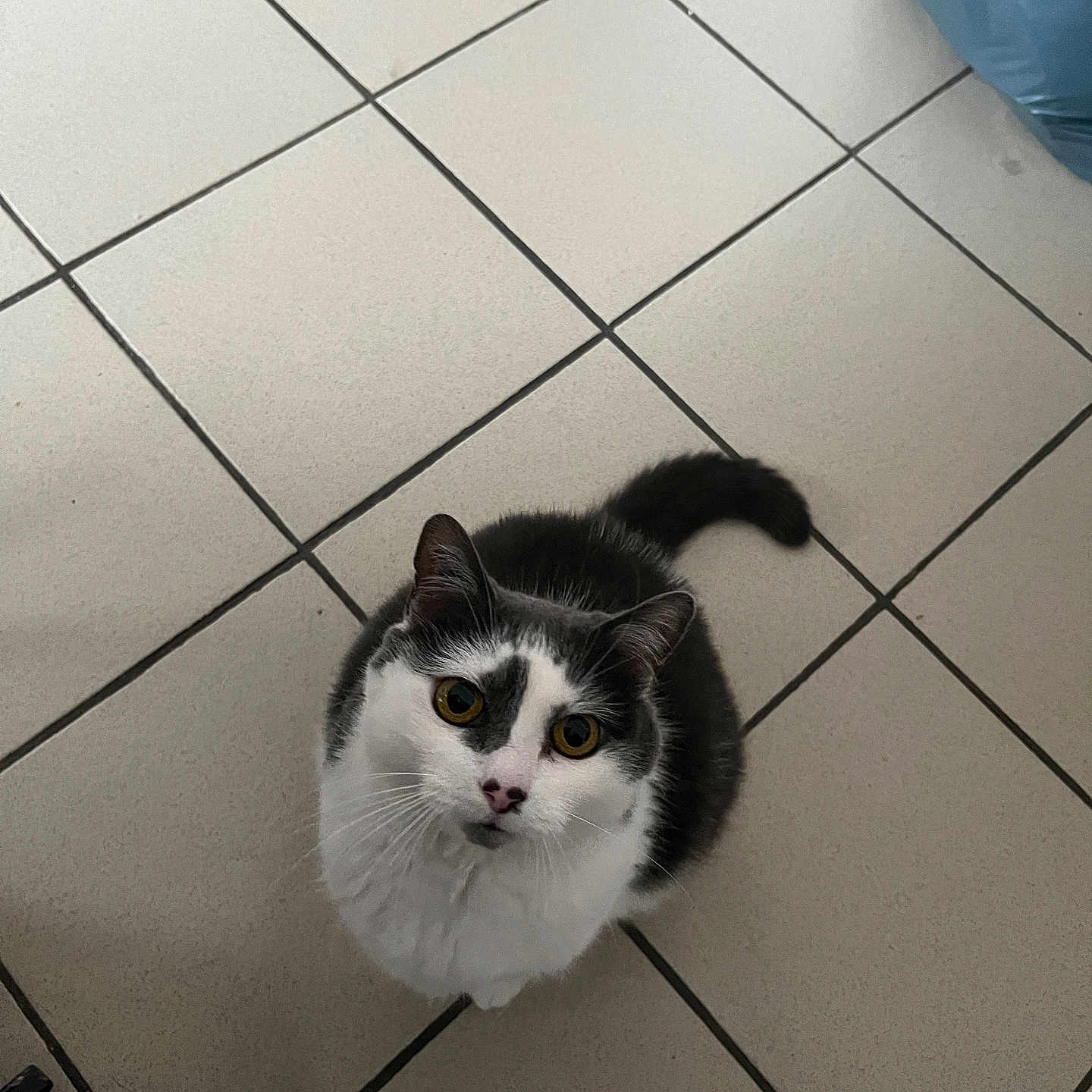 Izzye participe au concours pour gagner de l'argent avec cette photo : alert, animal, black_and_white, cat, companion, curious, cute, domestic, ears, feline, floor, fur, household, indoor, looking_up, pet, sitting, tail, tile, whiskers