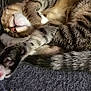 Charlie Brown joined the competition — help win amazing prizes! animal, blanket, cat, comfort, cozy, curled_up, cute, feline, fur, indoor, nap, paws, pet, relaxed, resting, sleeping, soft, tabby, tail, whiskers