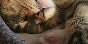 Charlie Brown joined the competition — help win amazing prizes! animal, bed, cat, closeup, cozy, cute, domestic, fur, furry, indoor, mammal, paw, pet, pink_nose, relaxed, resting, sleeping, soft, tabby, whiskers