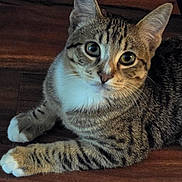 Charlie Brown is registered to the contest to win money with this photo: animal, cat, close_up, cute, domestic_cat, ears, eyes, feline, floor, indoor, laying_down, looking_at_camera, pet, relaxed, striped, tabby, whiskers, white_paws, wooden_floor, young_cat