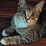 Charlie Brown joined the competition — help win amazing prizes! animal, cat, close_up, cute, domestic_cat, ears, eyes, feline, floor, indoor, laying_down, looking_at_camera, pet, relaxed, striped, tabby, whiskers, white_paws, wooden_floor, young_cat