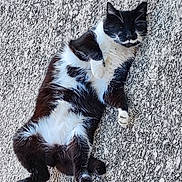 Patarsor participe au concours pour gagner de l'argent avec cette photo : animal, black_and_white, calm, cat, close_up, cute, domestic_animal, feline, fur, gravel, lying_down, mammal, nature, outdoor, paw, pet, relaxed, resting, sleeping, whiskers