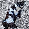 animal, black_and_white, calm, cat, close_up, cute, domestic_animal, feline, fur, gravel, lying_down, mammal, nature, outdoor, paw, pet, relaxed, resting, sleeping, whiskers