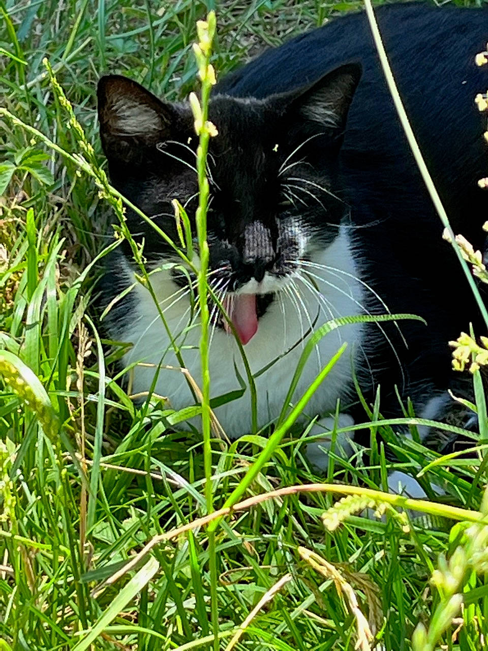 Patarsor participe au concours pour gagner de l'argent avec cette photo : carnivore, cat, domestic_short_haired_cat, felidae, fur, grass, grass_family, grassland, groundcover, lawn, meadow, pasture, people_in_nature, plant, small_to_medium_sized_cats, snout, tail, terrestrial_animal, whiskers, wildlife
