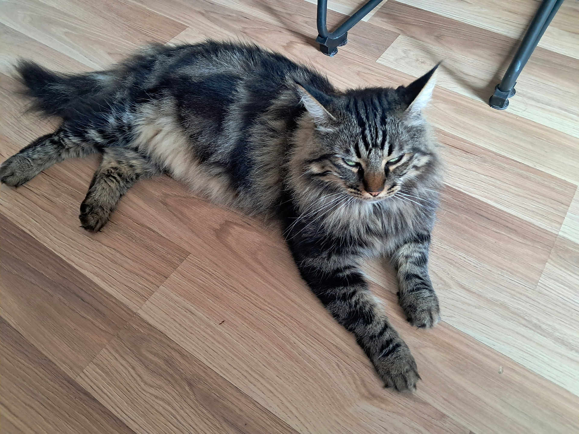 Eus a rejoint le concours — aidez-le/la à gagner de superbes lots ! animal, cat, chair_leg, cute, domestic_animal, ears, feline, floor, fur, indoor, lying_down, paw, pet, relaxed, sleepy, striped, tabby_cat, tail, whiskers, wooden_floor
