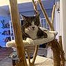 cat, tabby, white_fur, pet, animal, feline, portrait, close_up, sitting, lounging, indoors, cat_tree, scratching_post, wooden_structure, rope, bookshelves, living_room, furniture, blue_wall, home_decor