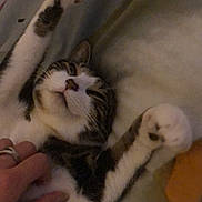 Jo a rejoint le concours — aidez-le/la à gagner de superbes lots ! cat, feline, pet, white_cat, tabby, black_and_white, lying_down, sleeping, relaxed, belly_up, paw, whiskers, pink_nose, fur, hand, petting, bed, blanket, indoor, cozy