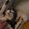 cat, feline, pet, white_cat, tabby, black_and_white, lying_down, sleeping, relaxed, belly_up, paw, whiskers, pink_nose, fur, hand, petting, bed, blanket, indoor, cozy