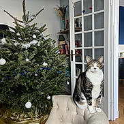 Jo a rejoint le concours — aidez-le/la à gagner de superbes lots ! armchair, bookshelf, cat, christmas, christmas_tree, decorated_tree, festive, fur, holiday, home, indoor, interior, living_room, ornaments, pet, portrait, sitting, standing, tabby_cat, white_chest