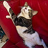 cat, tuxedo_cat, pet, animal, feline, red_chair, leather, indoors, lounging, sitting, lying_down, raised_paw, white_fur, black_fur, tabby, whiskers, ears, eyes, portrait, funny_pose