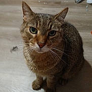 Milo is registered to the contest to win money with this photo: cat, tabby, pet, animal, indoor, floor, whiskers, ears, green_eyes, fur, mammal, cute, looking_up, sitting, domestic_cat, feline, closeup, portrait, curious, alone