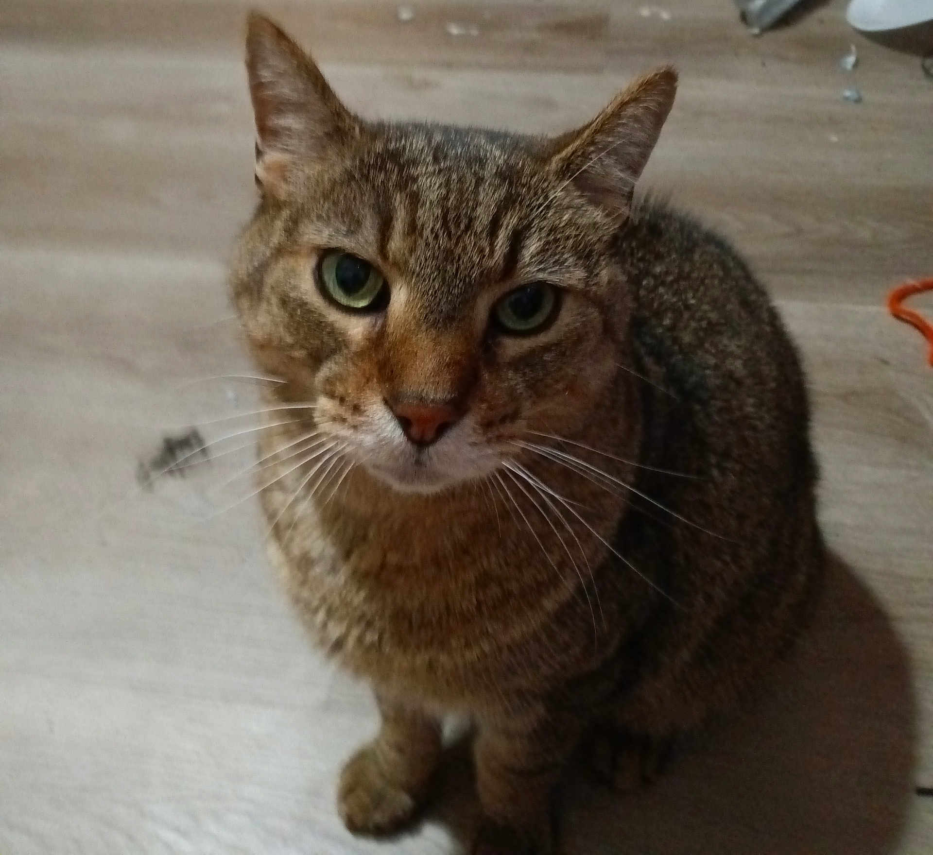 Milo