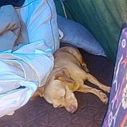 Little Bella joined the competition — help win amazing prizes! dog, sleeping, blanket, pillow, quilted_surface, indoor, resting, tan_dog, cozy, pet, canine, fur, quiet, relaxation, comfort, home, soft_lighting, fabric, tent, peaceful
