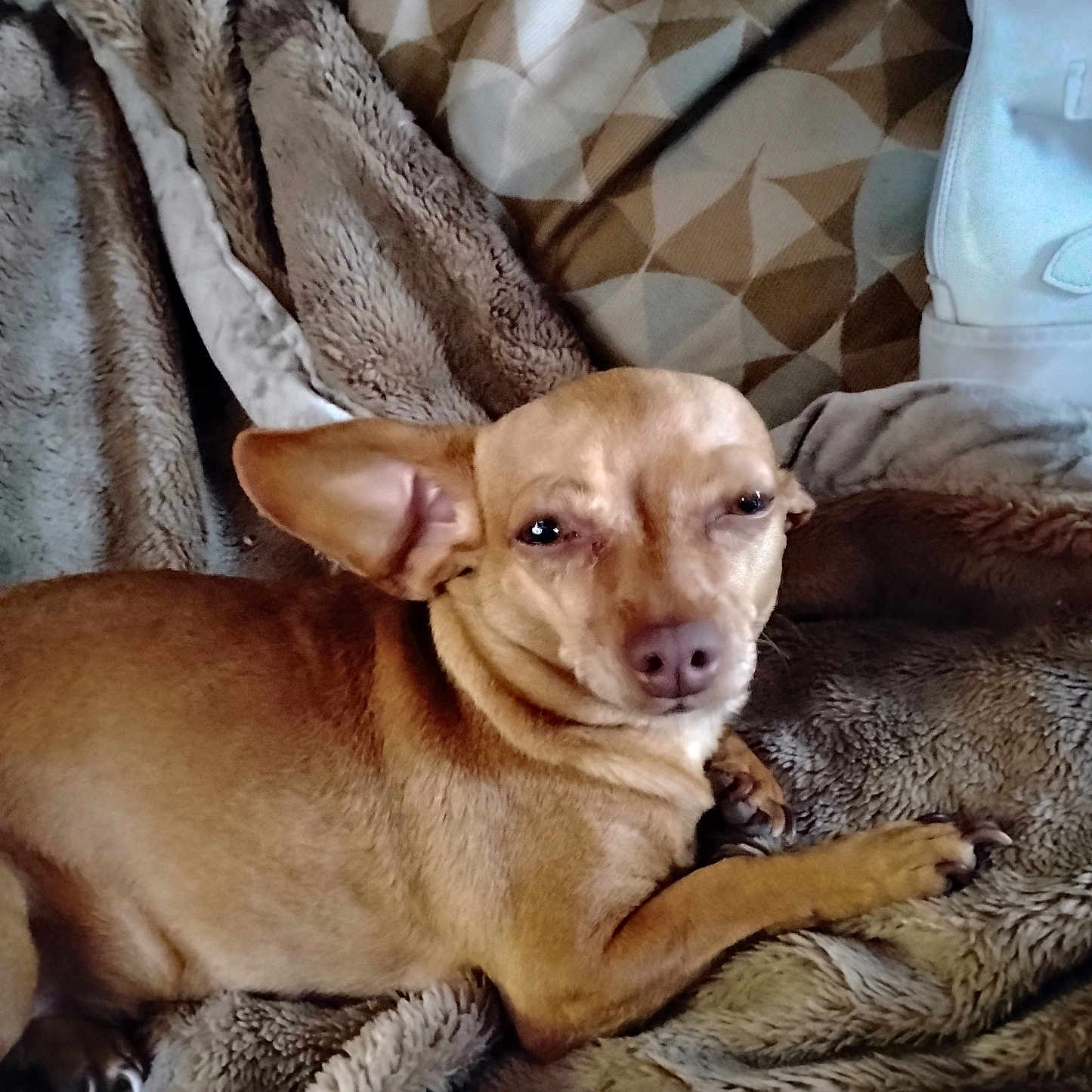 Bella joined the competition — help win amazing prizes! animal, blanket, brown, canine, companion, cozy, cute, dog, ear, fur, fur_texture, home, indoors, paw, pet, relaxed, resting, sleepy, small_dog, snout