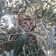 Katie is registered to the contest to win money with this photo: kitten, cat, animal, olive_tree, leaves, branches, outdoor, nature, wild, curious, young, feline, closeup, green, eyes, fur, daylight, plant, bush, exploration