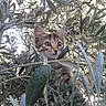 kitten, cat, animal, olive_tree, leaves, branches, outdoor, nature, wild, curious, young, feline, closeup, green, eyes, fur, daylight, plant, bush, exploration