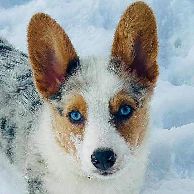 Raynie Roo joined the competition — help win amazing prizes! animal, ball, canine, collie, dog, football, fox, hound, husky, nature, outdoors, pet, puppy, snout, snow, soccer, soccerball, sport, whitedog, winter