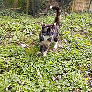 Sakura participe au concours pour gagner de l'argent avec cette photo : cat, tortoiseshell_cat, outdoor, garden, greenery, plants, yellow_flowers, grass, nature, animal, pet, feline, walking, curious, alert, tail_up, daylight, leaf_litter, shrubbery, background_fence
