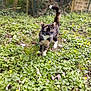cat, tortoiseshell_cat, outdoor, garden, greenery, plants, yellow_flowers, grass, nature, animal, pet, feline, walking, curious, alert, tail_up, daylight, leaf_litter, shrubbery, background_fence