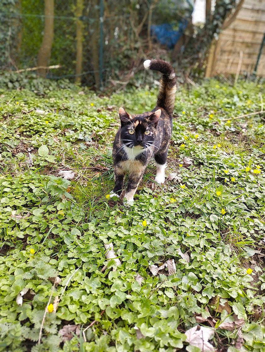 Sakura participe au concours pour gagner de l'argent avec cette photo : cat, tortoiseshell_cat, outdoor, garden, greenery, plants, yellow_flowers, grass, nature, animal, pet, feline, walking, curious, alert, tail_up, daylight, leaf_litter, shrubbery, background_fence
