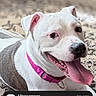 Zoe is registered to the contest to win money with this photo: animal, aug_21, august, carpet, closeup, dog, happy, indoor, lock_screen, messenger, notification, patterned_carpet, pet, phone_screen, pink_collar, pinterest, smiling, time_display, tongue_out, white_dog