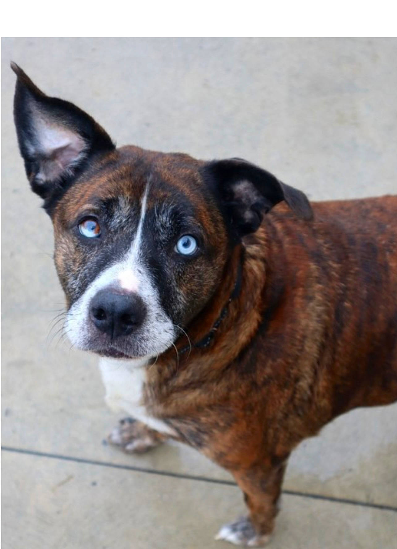 Zoe is registered to the contest to win money with this photo: ancient_dog_breeds, boston_terrier, canidae, carnivore, collar, companion_dog, dog, dog_breed, dog_collar, non_sporting_group, plant, puppy, sporting_group, whiskers, window, working_animal, working_dog