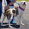 Mia joined the competition — help win amazing prizes! animal, blue, brown, canine, closeup, collar, dog, fur, hand, leash, outdoor, pavement, person, pet, shadow, sneakers, standing, sunny, walking, white
