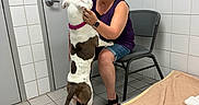 Mia is registered to the contest to win money with this photo: affection, animal_shelter, blanket, chair, collar, dog, door, glasses, hand, happy, indoor, pet, pet_bed, shorts, smile, tile_floor, tile_wall, veterinary_clinic, watch, woman